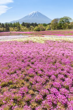 Dağ Fuji ve pembe moss alan