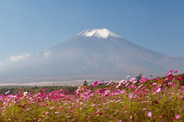 Gebied van kosmos bloemen en berg Fuji — Stockfoto