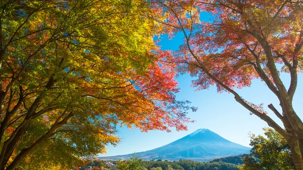 Autumn trees and Mountain Fuji — Stock Photo, Image
