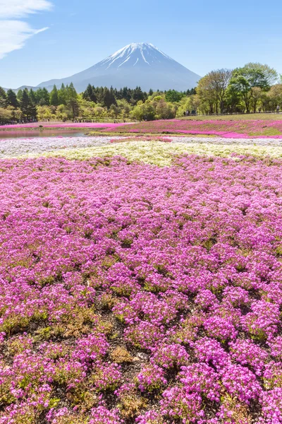 Berget Fuji och rosa moss fält — Stockfoto