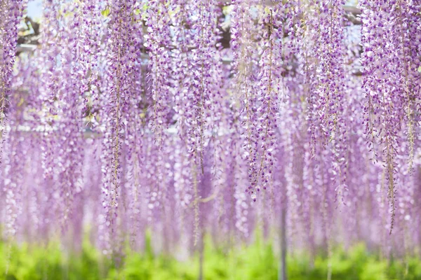 Beautiful wisteria bloomimg — Stock Photo, Image