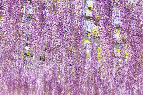 Beautiful wisteria bloomimg — Stock Photo, Image