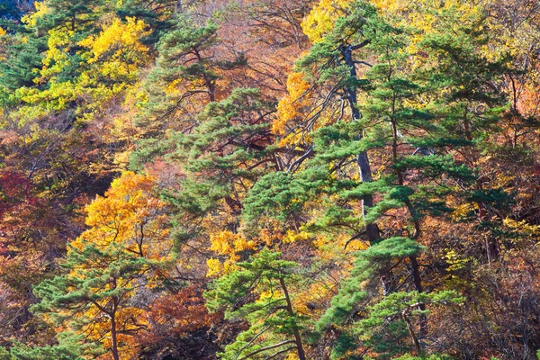 Colorido paisaje de bosque —  Fotos de Stock