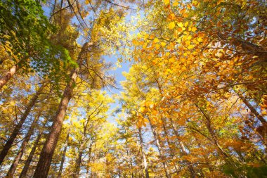 Ormanda sonbahar ağaçları 