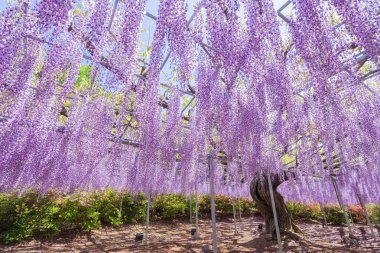 Çiçek açan güzellik Wisteria