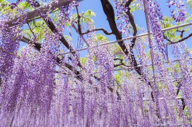 Beauty wisteria blooming clipart