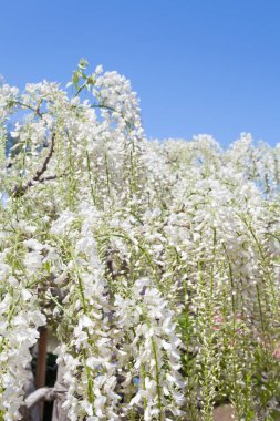 Çiçek açan güzellik Wisteria