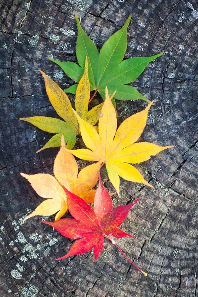 Bunte Herbstblätter — Stockfoto