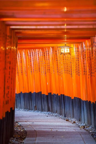 Thousands of vermilion torii gates — Stock Photo, Image