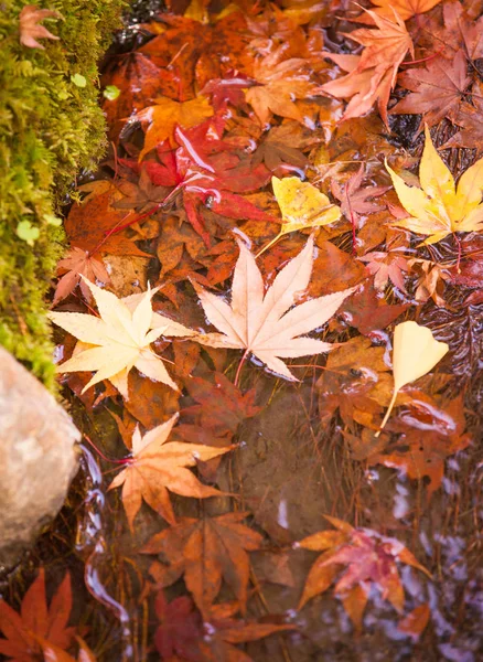 Feuilles d'automne colorées — Photo