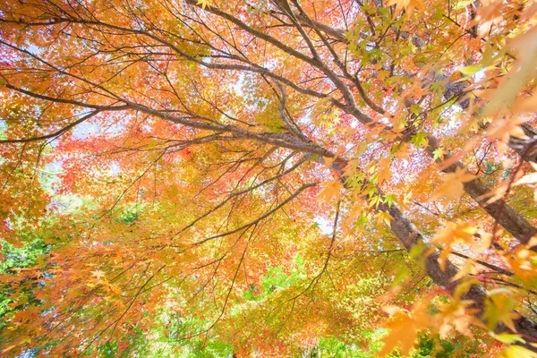 Árboles de otoño en el bosque —  Fotos de Stock