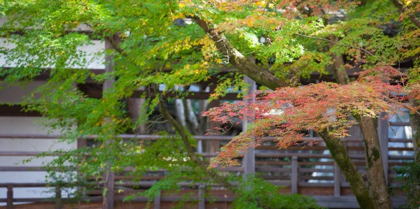 Feuilles d'automne colorées — Photo