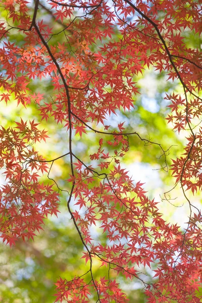 カラフルな紅葉 — ストック写真