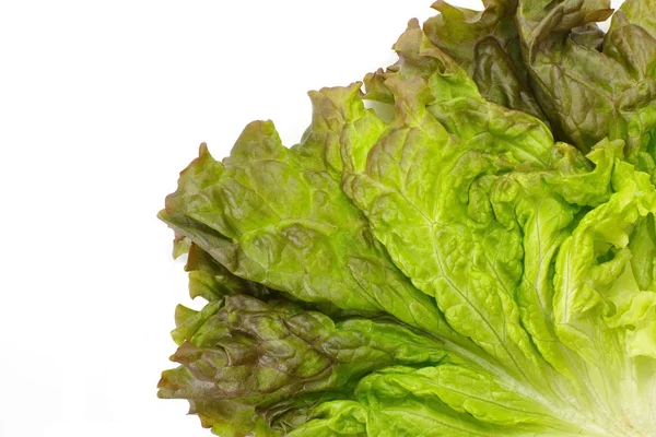 Fresh green lettuce — Stock Photo, Image