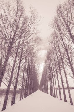 Avenue şafak Sekoya ağaçları