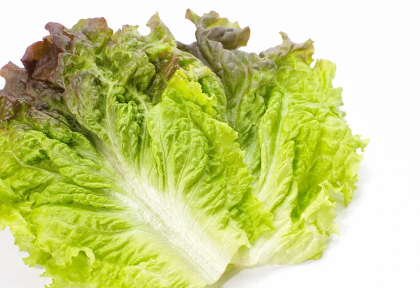 Fresh green lettuce — Stock Photo, Image