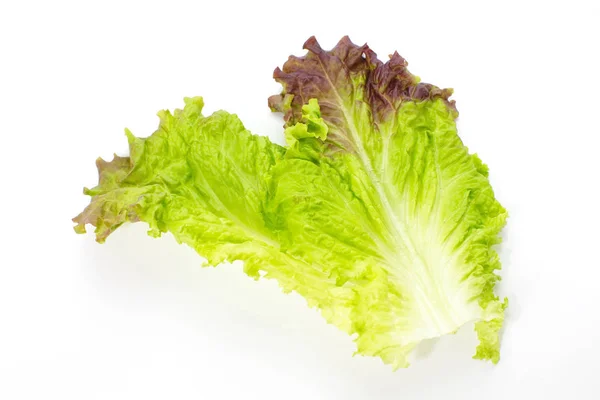 Fresh green lettuce — Stock Photo, Image