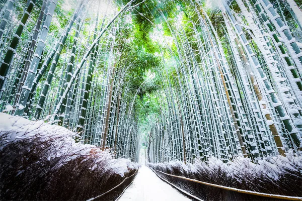 Piesze ścieżki i bambus — Zdjęcie stockowe