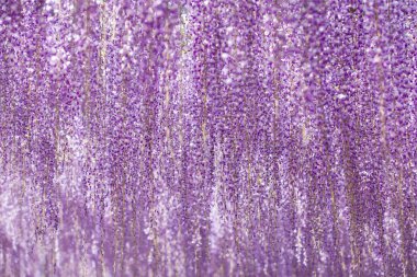 Çiçek açan güzellik Wisteria