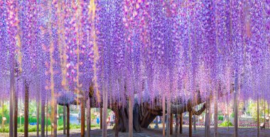 Çiçek açan güzellik Wisteria