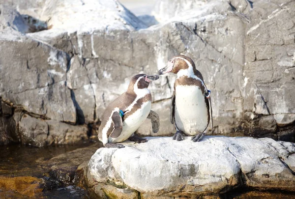 Pinguins Humboldt na rocha — Fotografia de Stock