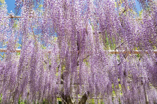 아름다움 등나무 꽃 — 스톡 사진