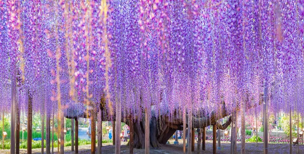 Beauty wisteria blooming — Stock Photo, Image
