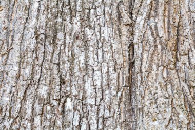 Doğal ahşap dokusu