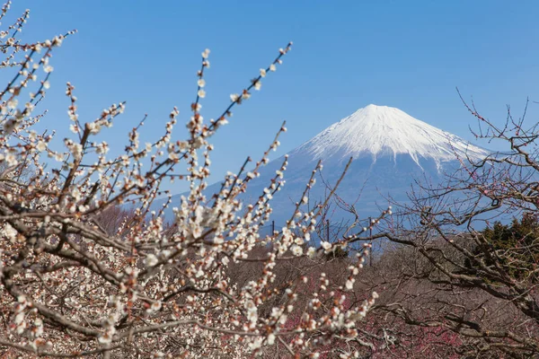Montanha Fuji paisagem — Fotografia de Stock