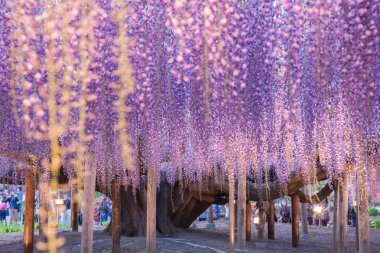 Çiçek açan güzellik Wisteria