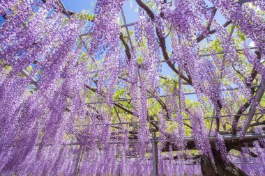 Çiçek açan güzellik Wisteria