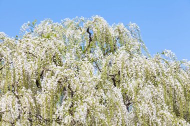 Çiçek açan güzellik Wisteria