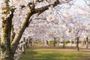 Sakura cherry blossom  clipart