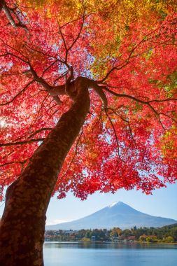 Kırmızı akçaağaç ağaç ve dağ Fuji