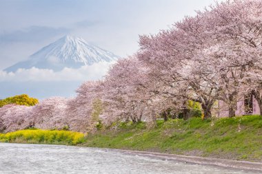 Kawazu Sakara ve dağ Fuji