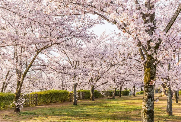 Sakura kiraz çiçeği — Stok fotoğraf