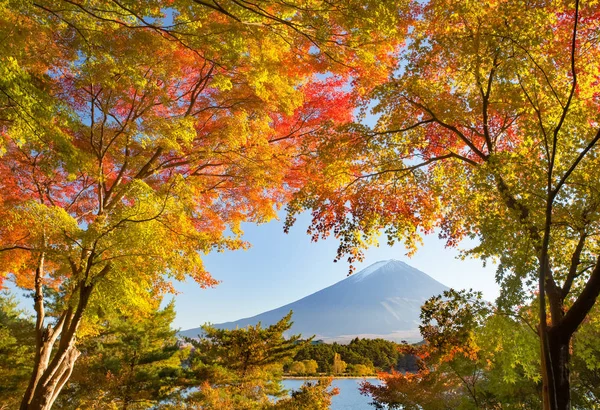 Árbol de otoño y montaña Fuji — Foto de Stock