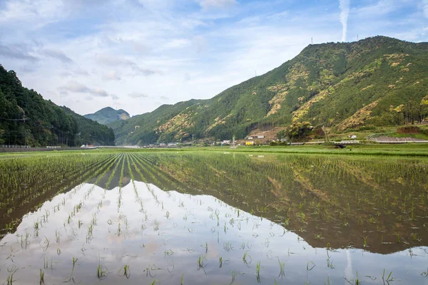 Campo de arroz em terra — Fotografia de Stock