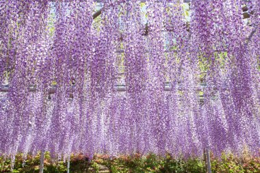 Güzel Wisteria bloomimg