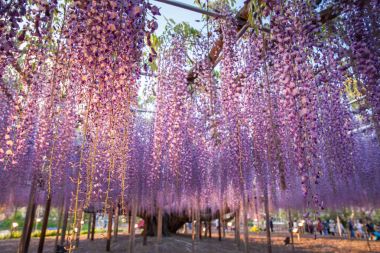 Güzel Wisteria bloomimg