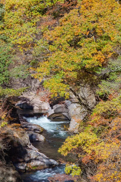 Маленький водопад и осеннее дерево — стоковое фото