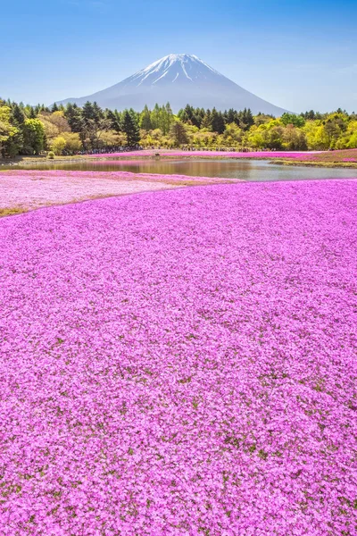 Fuji de montanha e musgo rosa — Fotografia de Stock