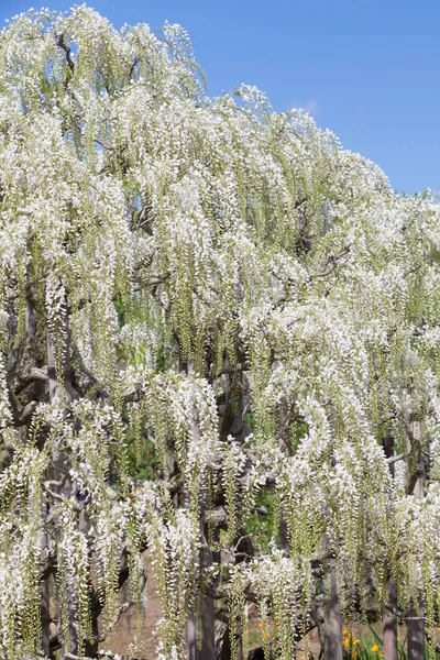 Piękne bloomimg Wisteria — Zdjęcie stockowe