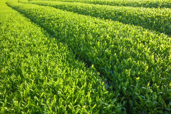 Japan green tea — Stock Photo, Image