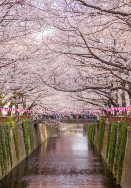 Tokyo sakura kiraz çiçeği 