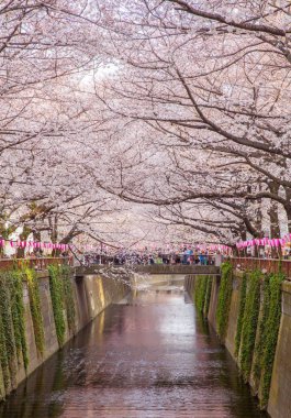 Tokyo sakura cherry blossom  clipart