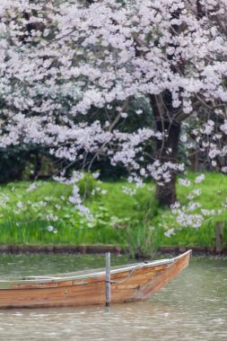 Sakura ile Nehri'nde tekne