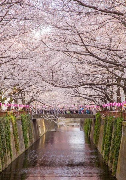 Fiore di ciliegio di sakura di Tokyo — Foto Stock