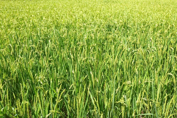 Green Rice Field — Stock Photo, Image