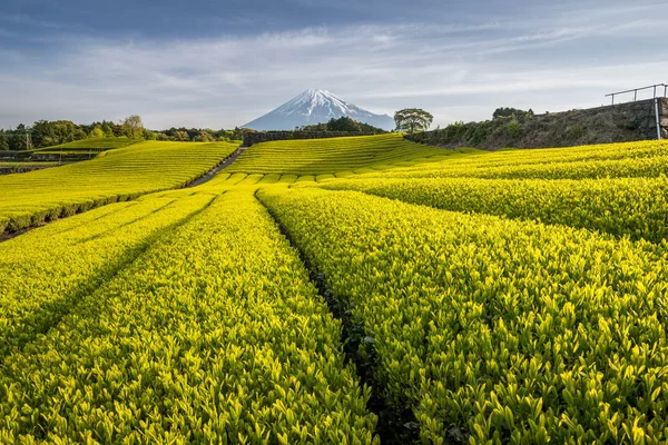 Tea farm e Monte Fuji — Foto Stock